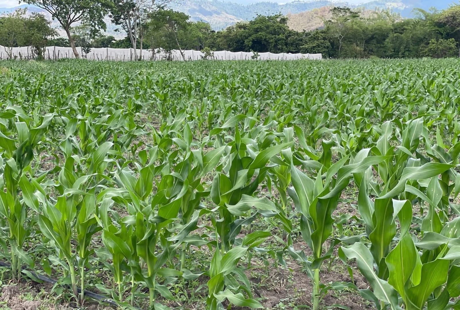 Gobierno de la Presidenta Xiomara Castro apuesta al agro de manera histórica